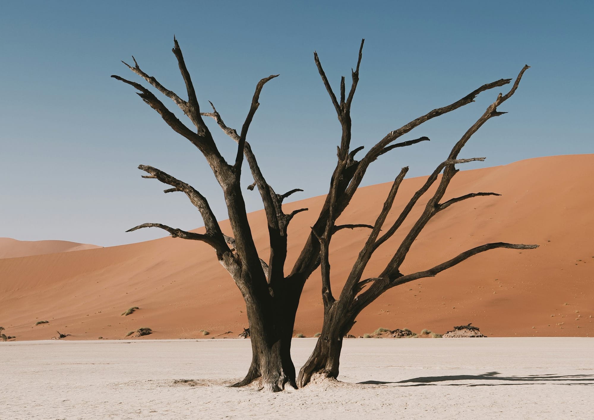 Manuscritos J, E y P